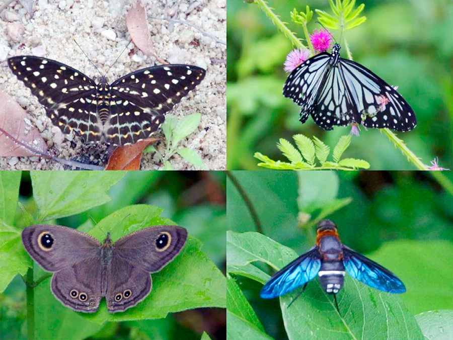 ランカウイ島の蝶
